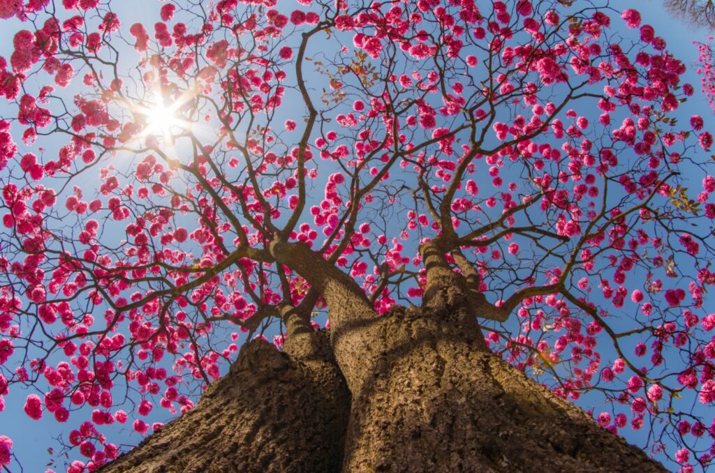 Ipe Rosa Cerrado Ipê Rosa – Ananaí Chalés
